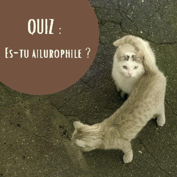 quiz: es-tu ailurophile ?