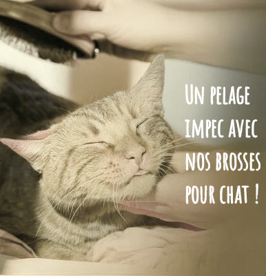 Notre sélection de brosses pour Chat