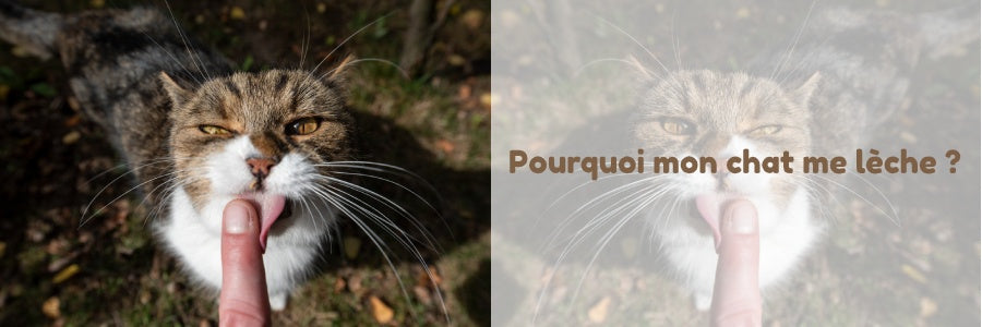 pourquoi mon chat me lèche