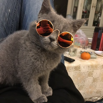 Lunettes de soleil pour chat - Vraiment-chat